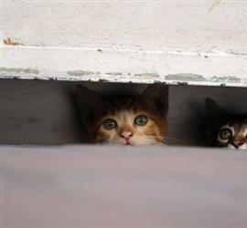 Sterilisatie van zwerfkatten