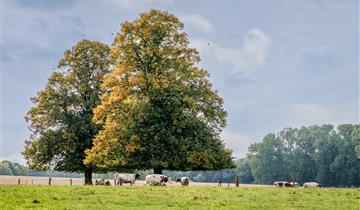 Stadsbestuur steunt bezorgde Zottegemse landbouwers