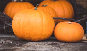 Halloween in Zottegem opnieuw in het teken van reuzepompoenwedstrijd