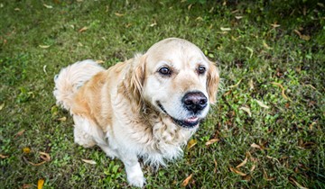 Dierenpensions