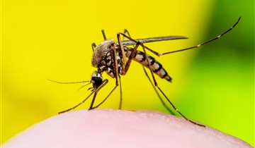 Westnijlvirus regio Oosterzele